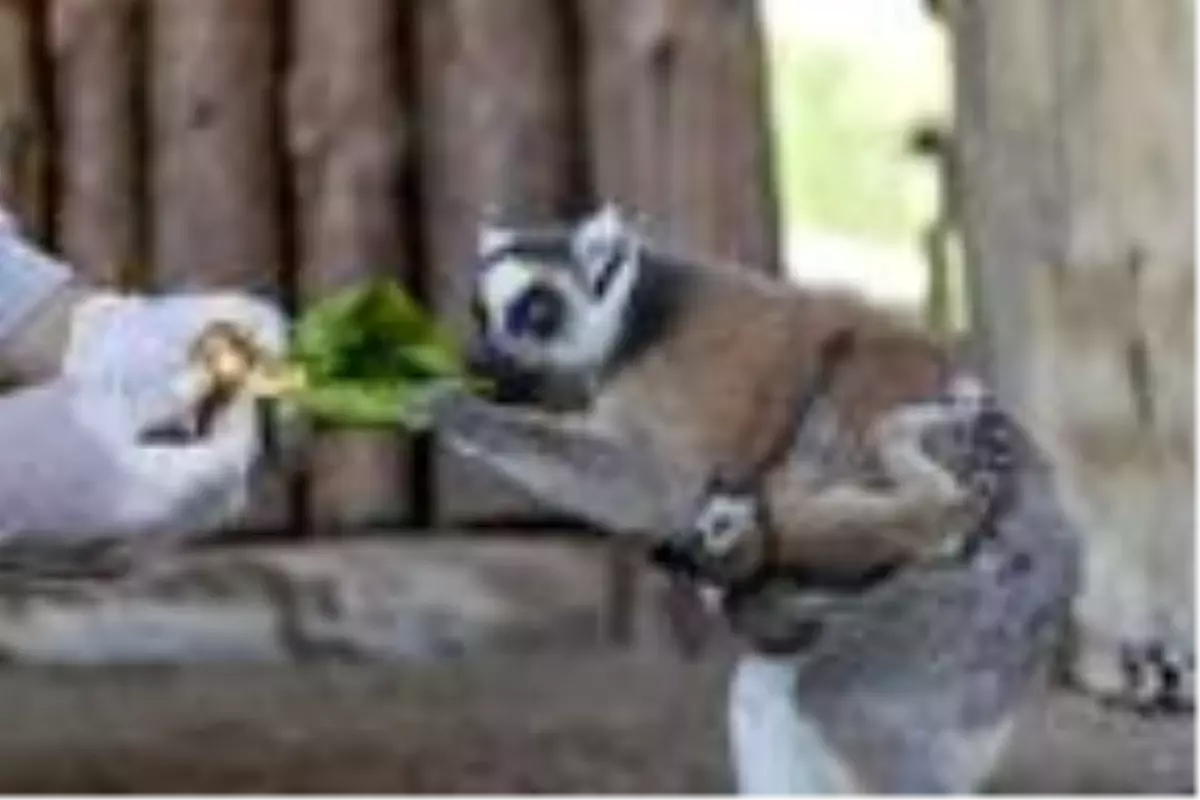 Lemurlar ailesinin yeni üyeleri ikizler oldu