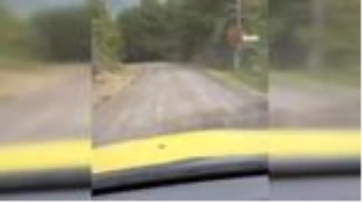 Bartın\'da yola çıkan karaca kamerada