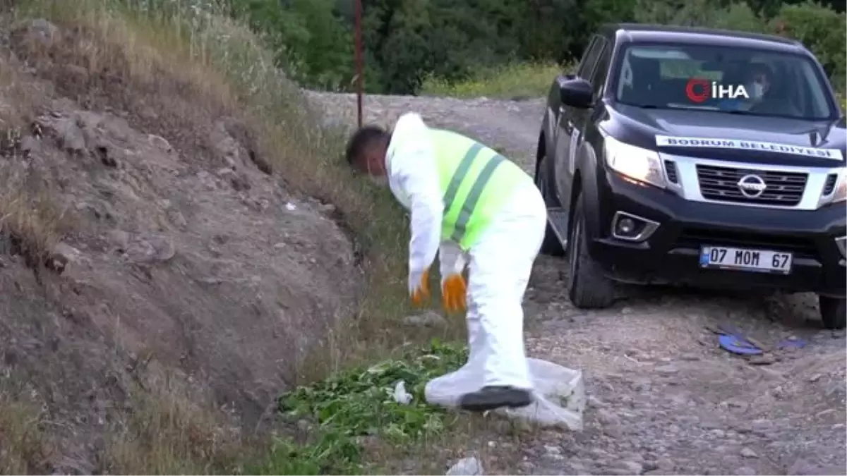 Bodrum\'da belediye ekipleri yaban domuzlarının mahalle aralarına inmemeleri için böyle çalışıyor