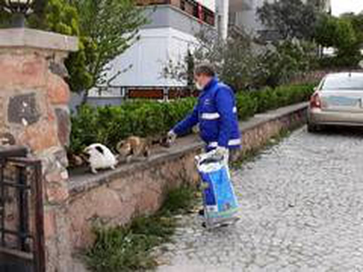 Cunda\'nın sembollerinden kediler ve sokak hayvanları unutulmadı