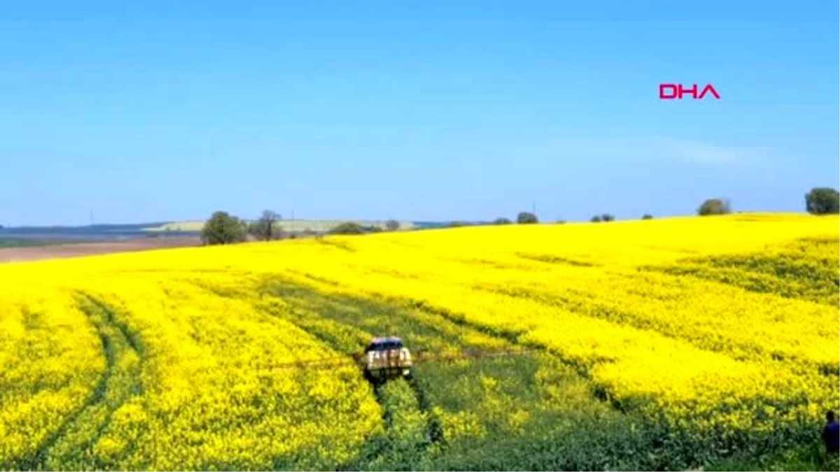 Kanola tarlaları, Tekirdağ\'ı sarıya boyadı