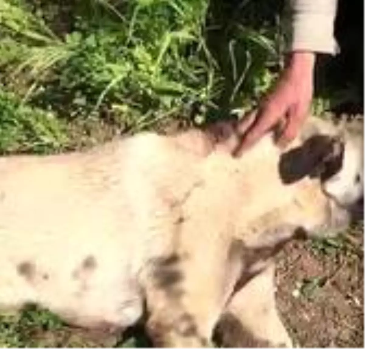 Köpeğini vurdu, hayvanseverler kurtardı