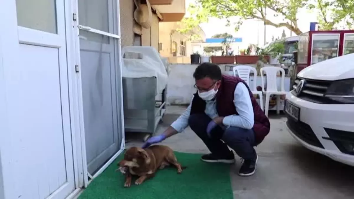 Sokakta bulunan yavru kediye gebe köpek sahip çıktı