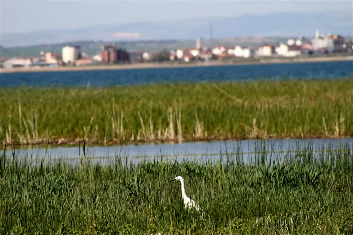 Beyşehir Gölü Milli Parkı\'nda kuş cıvıltıları yükseliyor