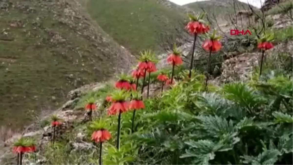 Bitlis\'te, ters laleler açtı