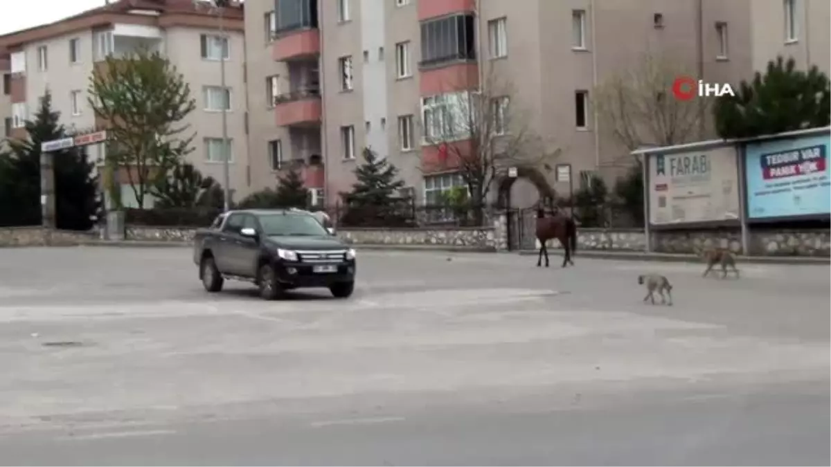 Boş kalan cadde ve sokaklarda başıboş atlar ve köpekler kamerada