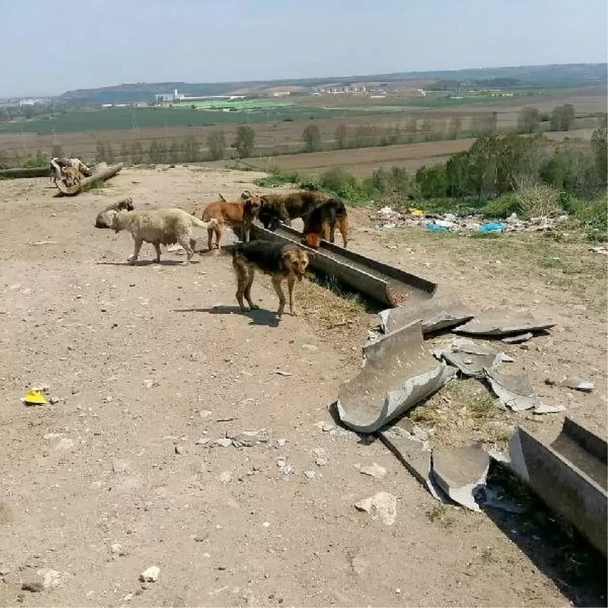 Edirne\'de, sokak hayvanlarının mama kaplarının kırılmasına tepki