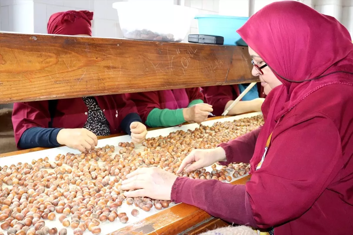 Fındık kırma ve işleme fabrikalarından istihdama büyük katkı