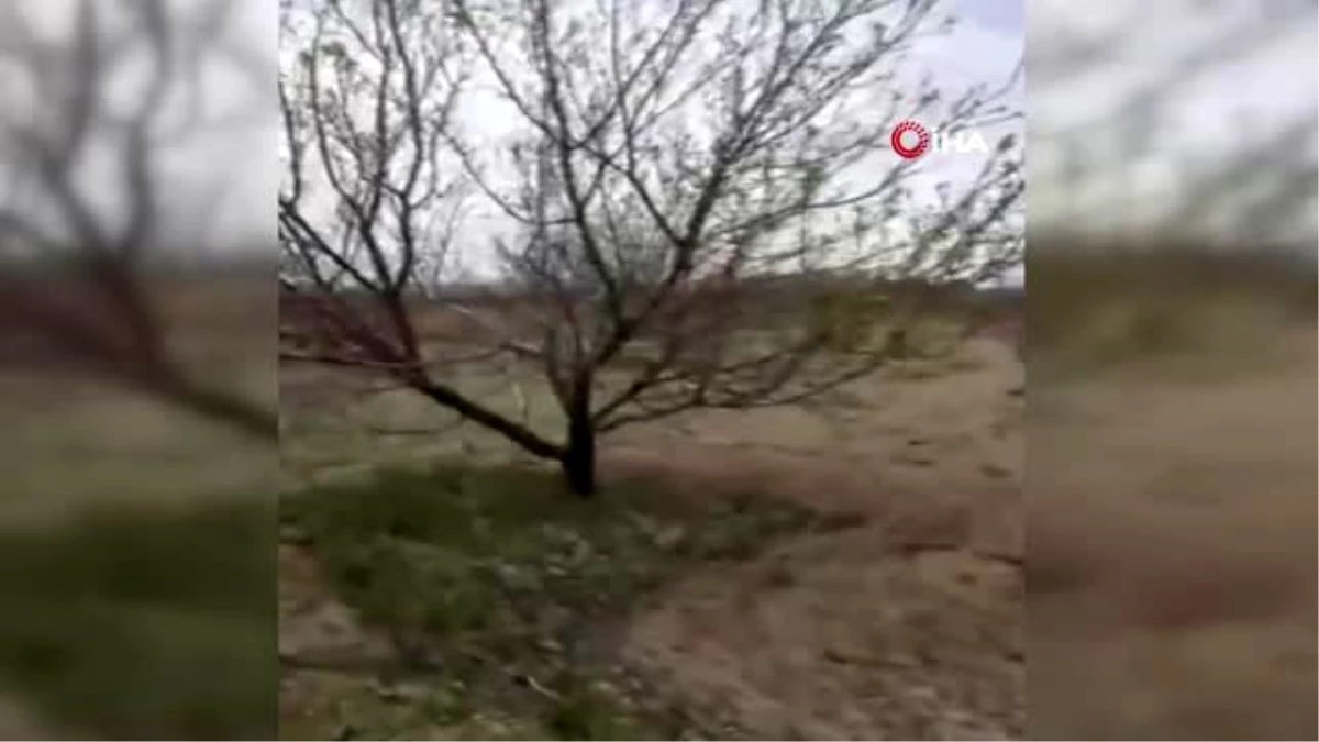 Kayserili çiftçi 200 kayısı ağacını don vurunca söktürdü