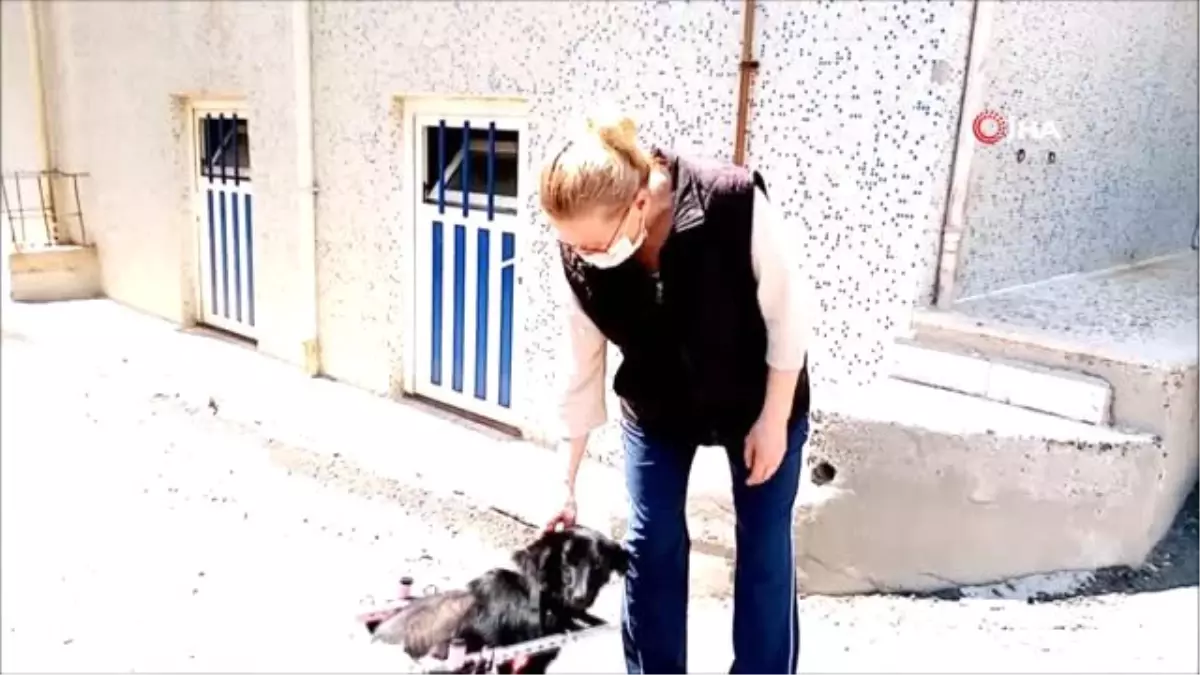 Köpeği Ezen Cani Sürücü Kamerada Son Dakika