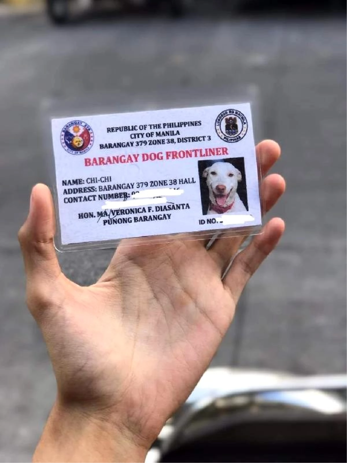 Koronavirüs tedbirleri denetiminde görevli köpeğe kimlik kartı verildi