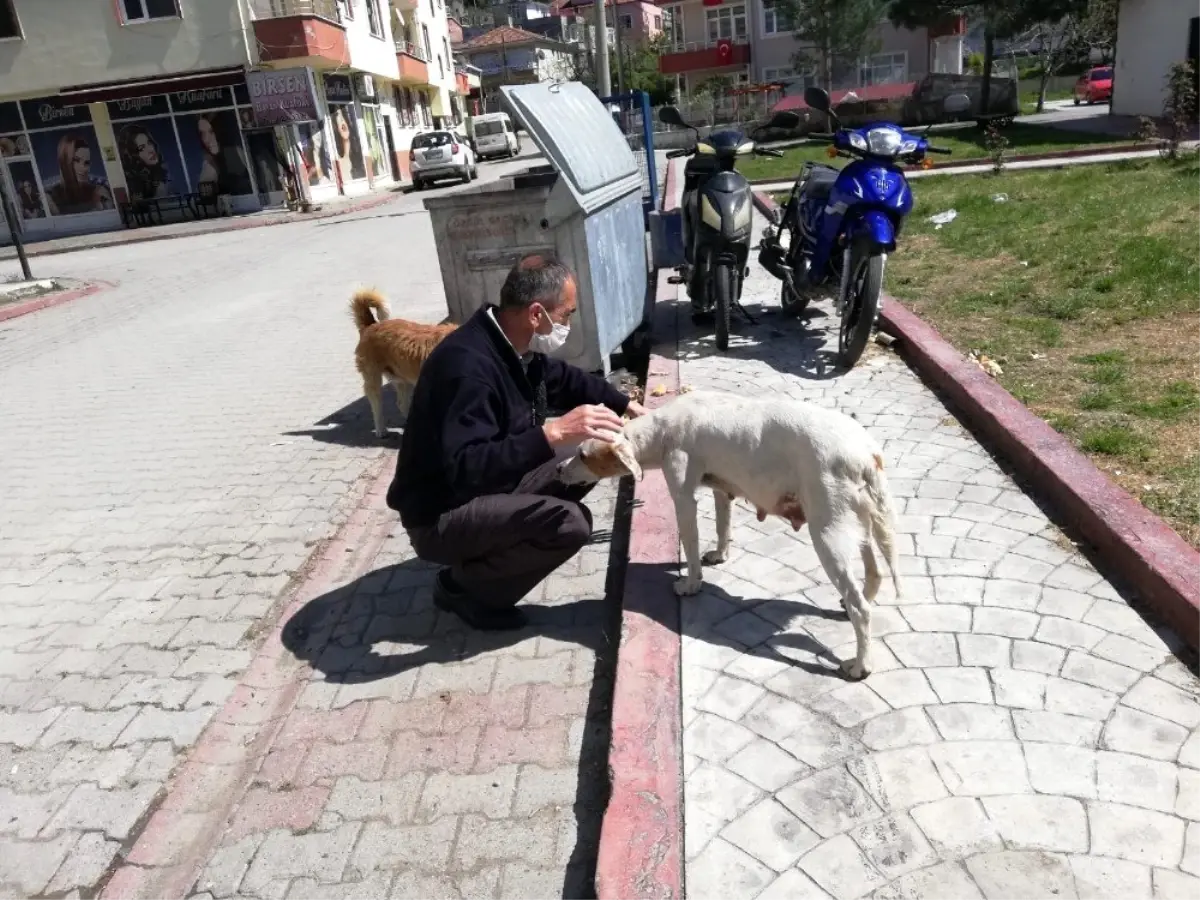 Özel izinle sokak hayvanlarını besliyorlar