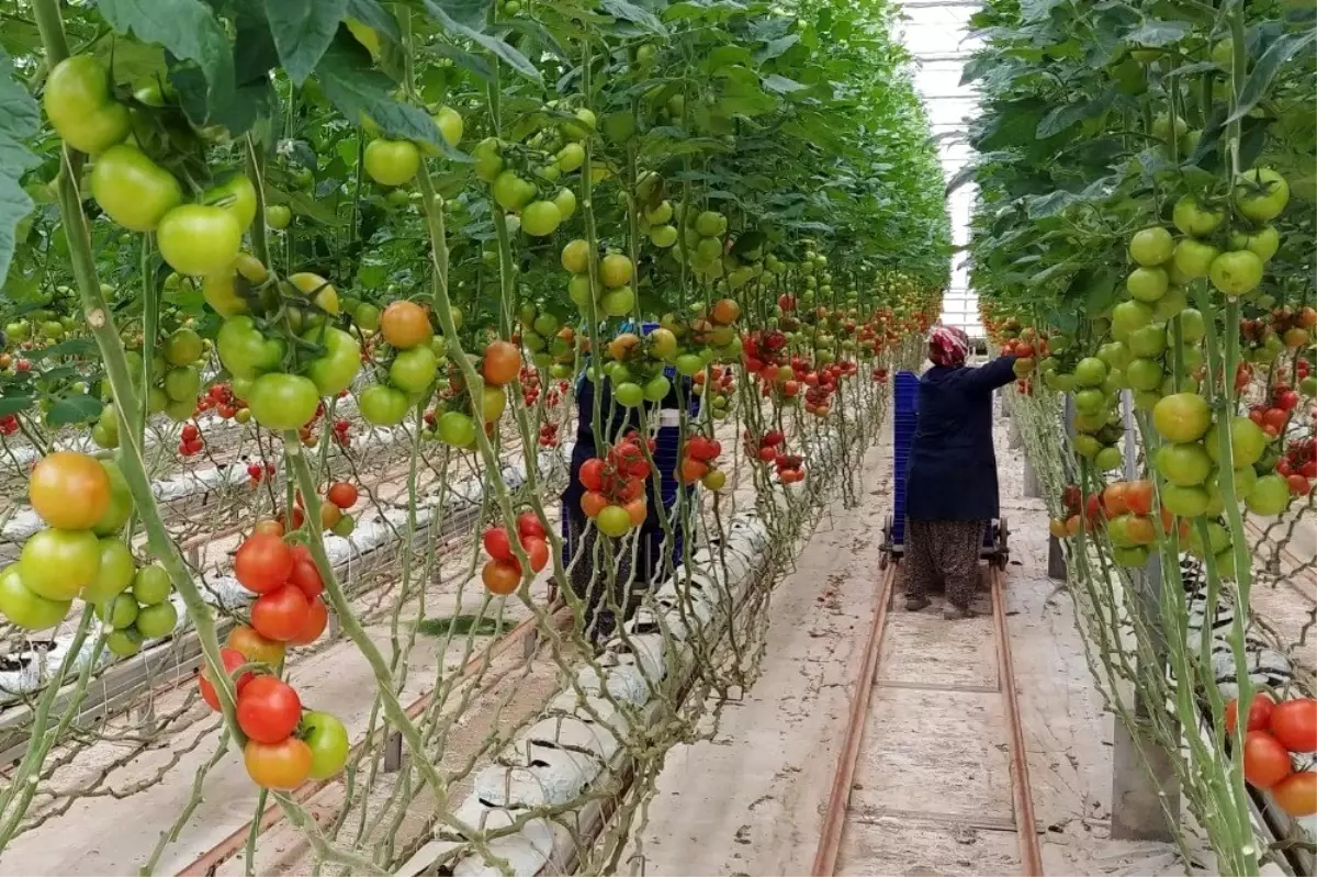 Tarımsal üretim kesintisiz sürüyor