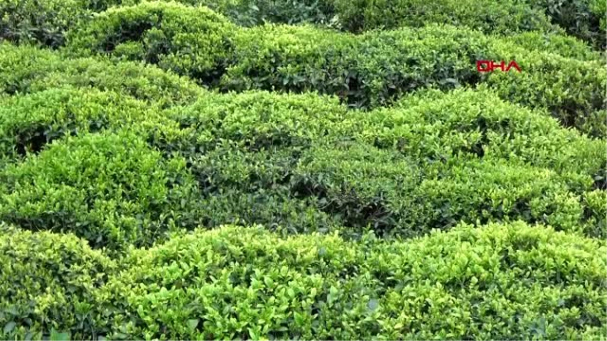 50 bin üreticinin gelemeyeceği çay hasadına formül aranıyor