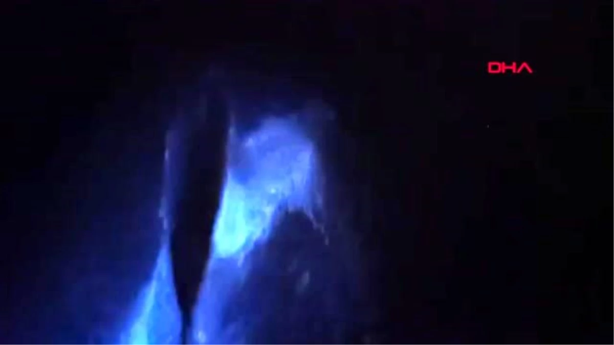 ABD\'de yunusların nadir görülen ışık saçan gösterisi kamerada