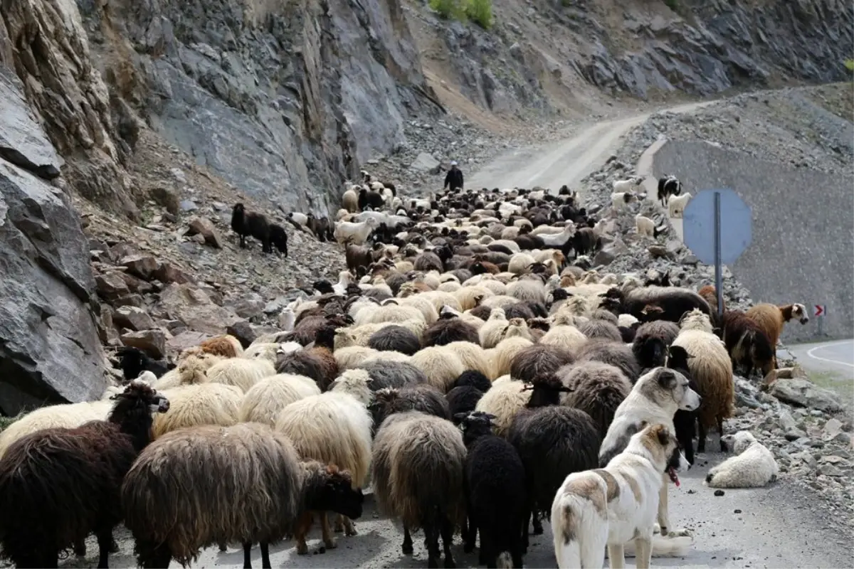 Artvin\'de yaylalara göç başladı