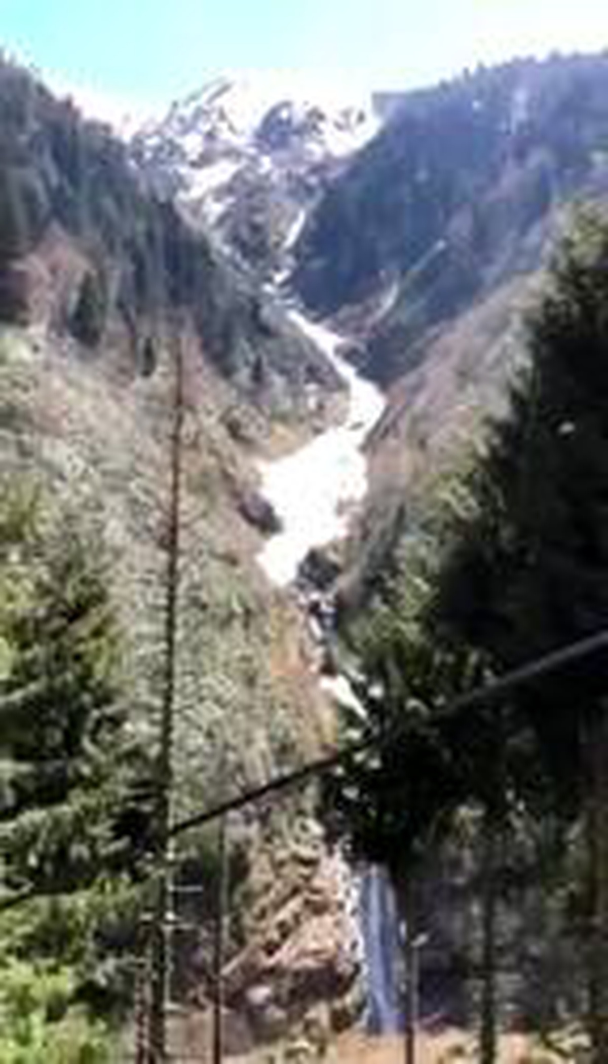 Boz ayılar, Ayder Yaylası\'nda