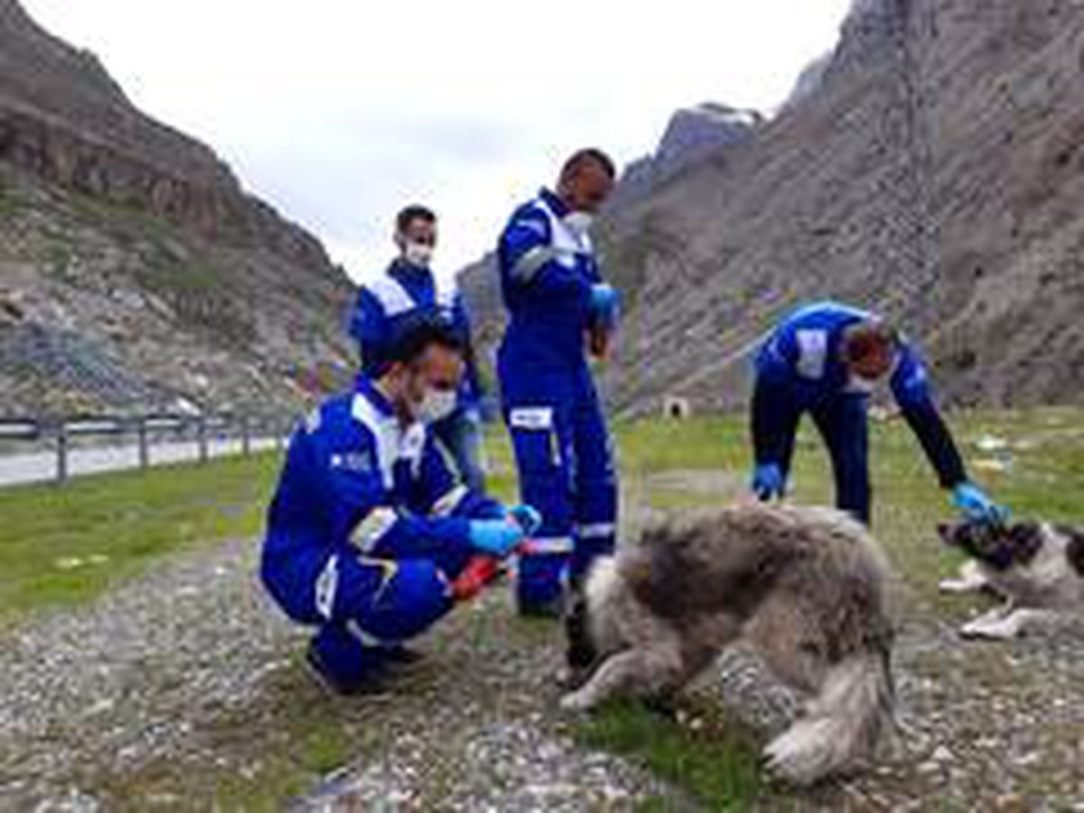 Hakkari\'de sokak hayvanları unutulmadı