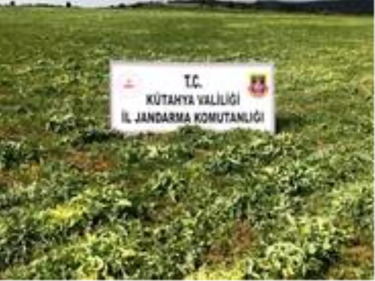 Kütahya\'da 53 bin 400 kök kaçak ekilmiş haşhaş bitkisi ele geçirildi