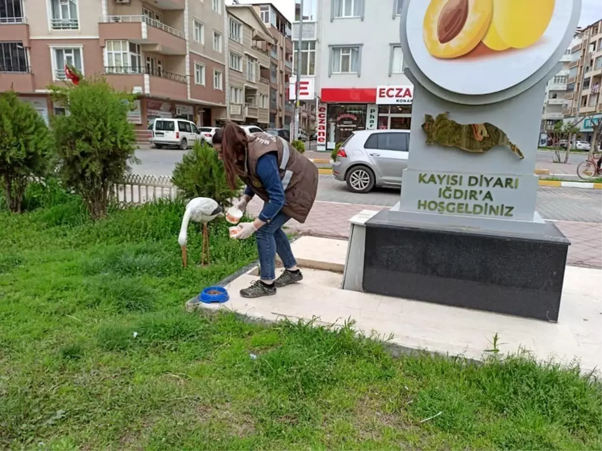 Yaban hayvanları için doğaya yem bırakıldı