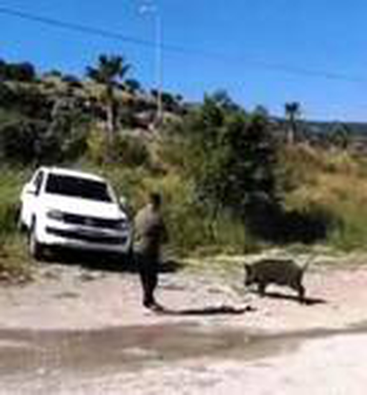 Bodrum\'a inen domuzu elleriyle besliyorlar