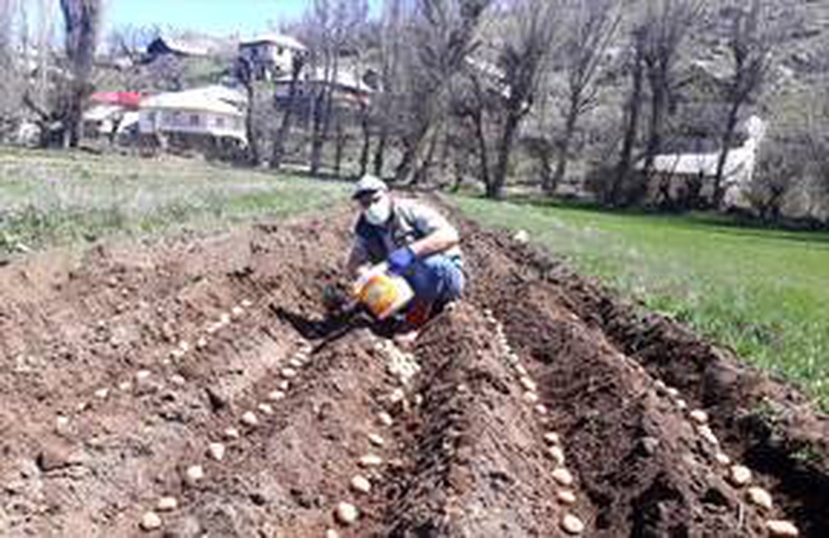 Giresun\'da köyün imamı yaşlı kadının tarlasına patates ekti