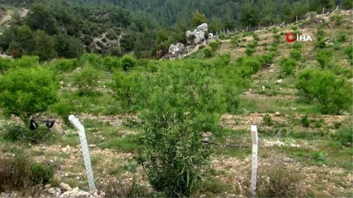 Ormandan kiraladığı arazide Badem ve Harnup yetiştiriyor
