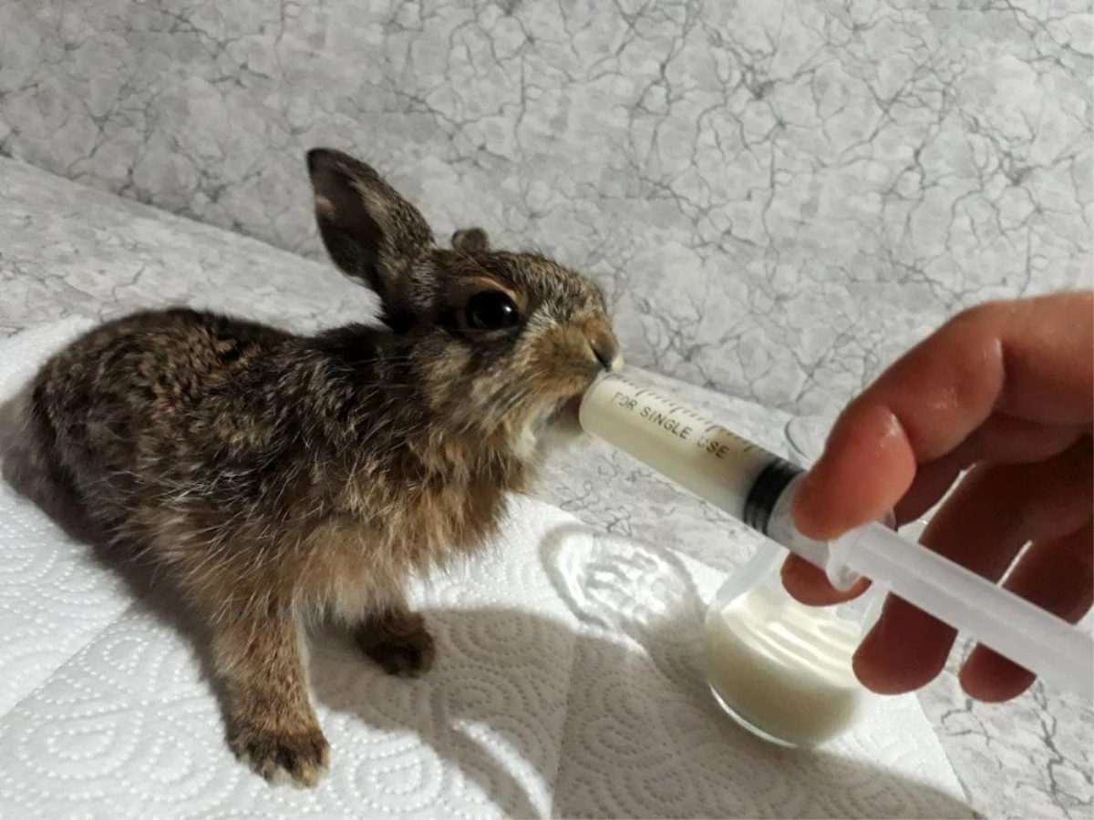 (Özel) Ölmek üzereyken bulduğu yavru tavşanı besleyip doğaya saldı