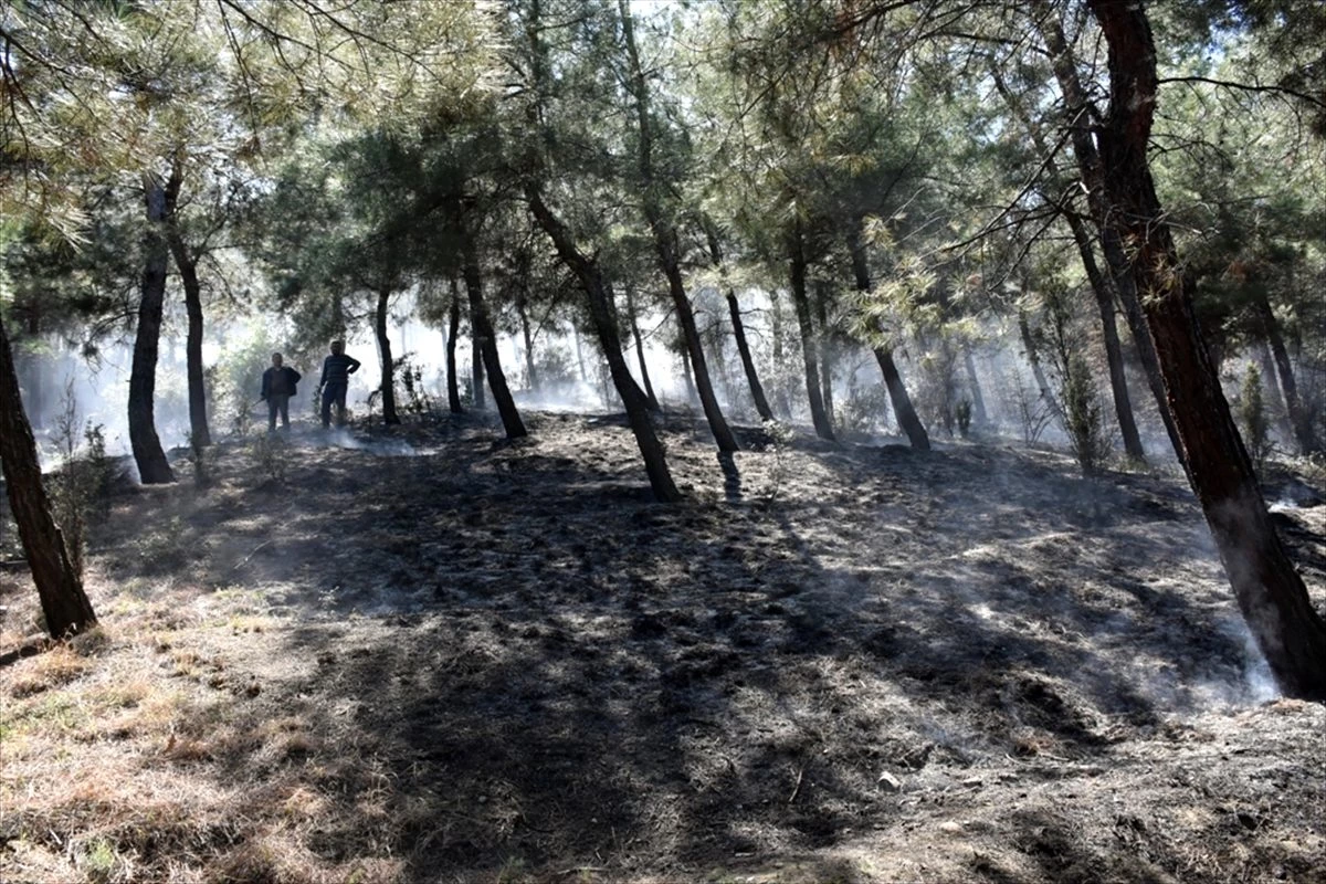 Sinop\'ta örtü yangınında 3 dönüm alan yandı