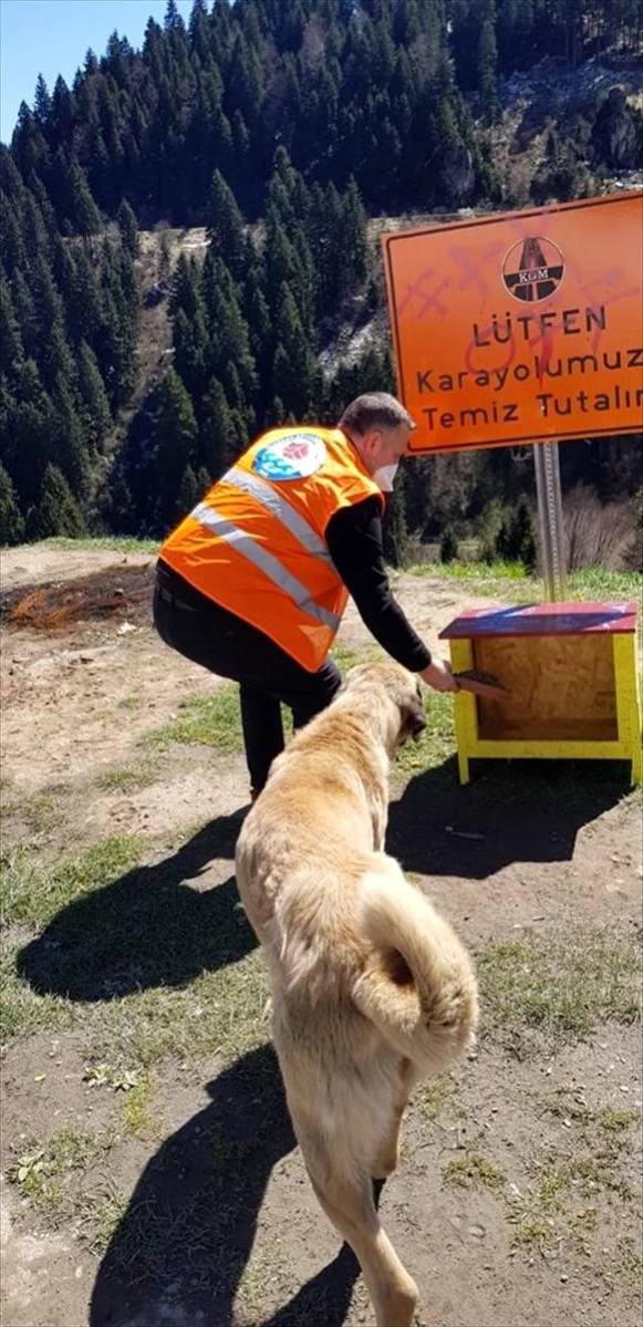 Trabzon’da sokak hayvanları için 61 noktaya mama istasyonu
