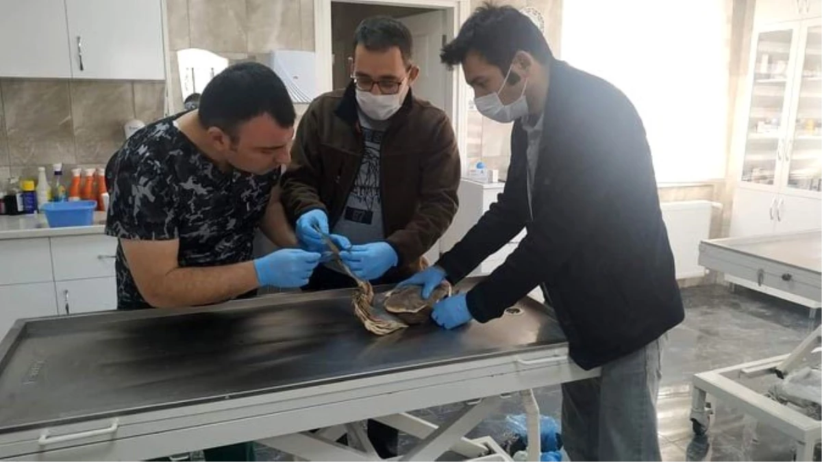 Yaralı Erguvani Balıkçıl Kuşu tedavi altına alındı