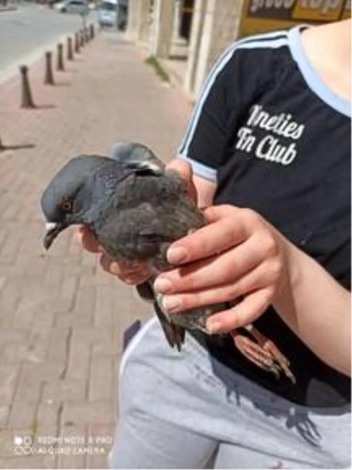 Yaralı yabani güvercin tedaviye alındı