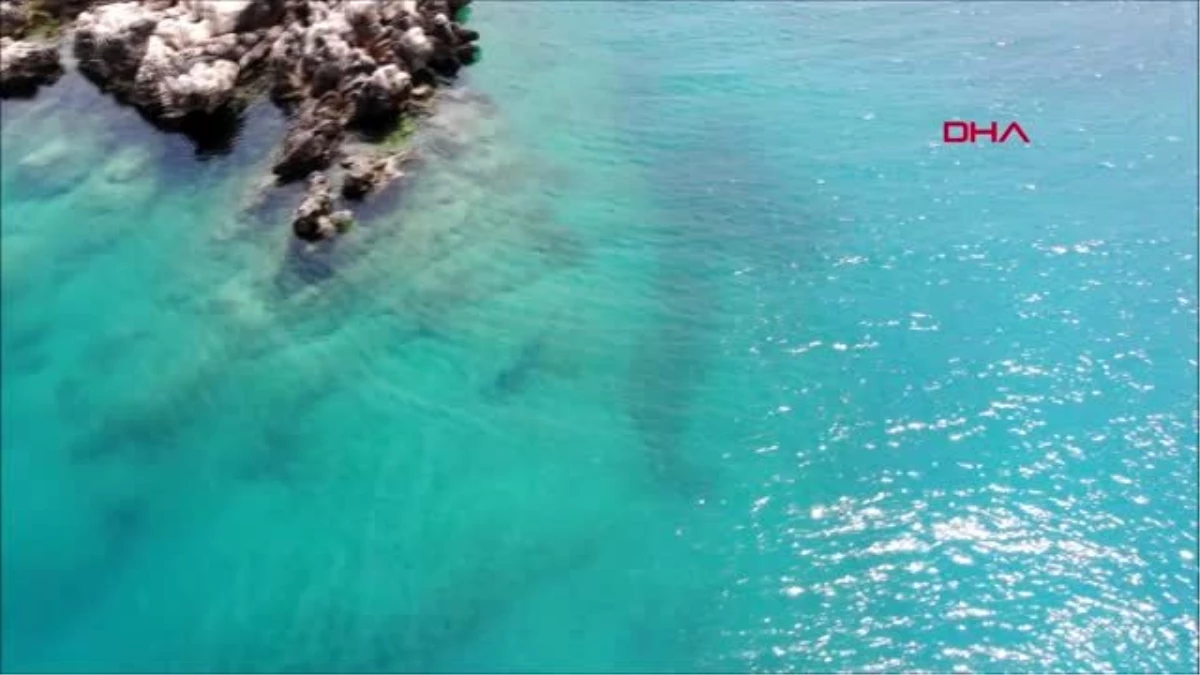 ANTALYA Akdeniz foku, Üç Adalar\'da görüntülendi