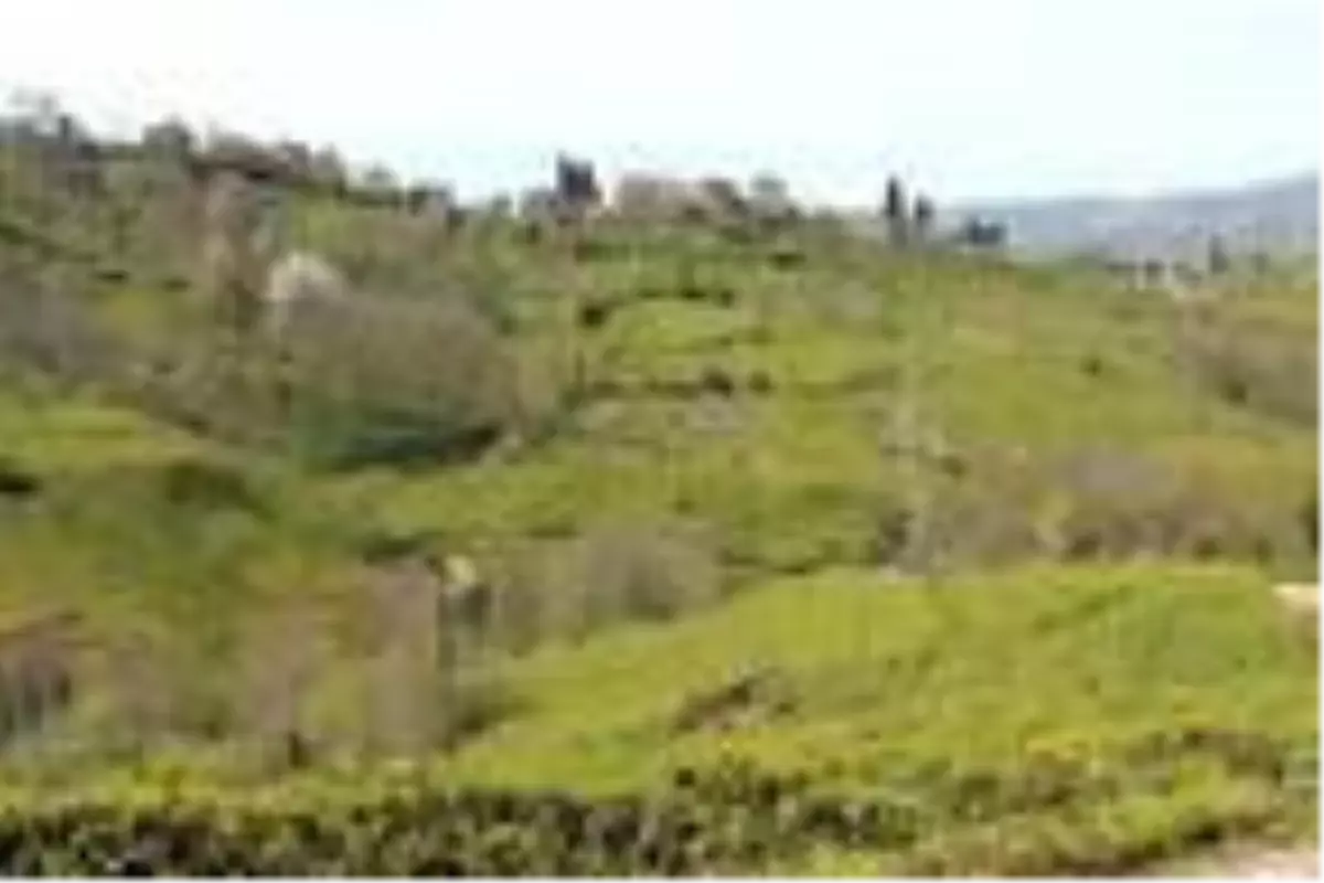 Koronavirüs tedbirleri çay üreticisini de vurdu! Ayda 7.500 TL kazanacak işçi bulamıyorlar