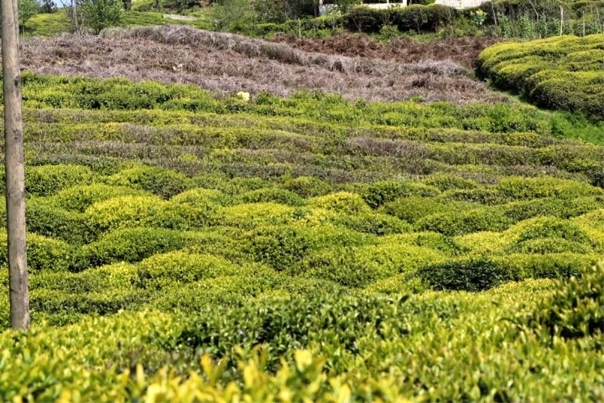 Çay üreticisi yaklaşan çay hasadı öncesi ne yapacağını şaşırdı