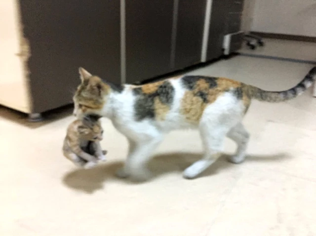 Hasta yavrusunu ağzında taşıyarak acil servise götüren kedi, görenlerin yüreğini ısıttı
