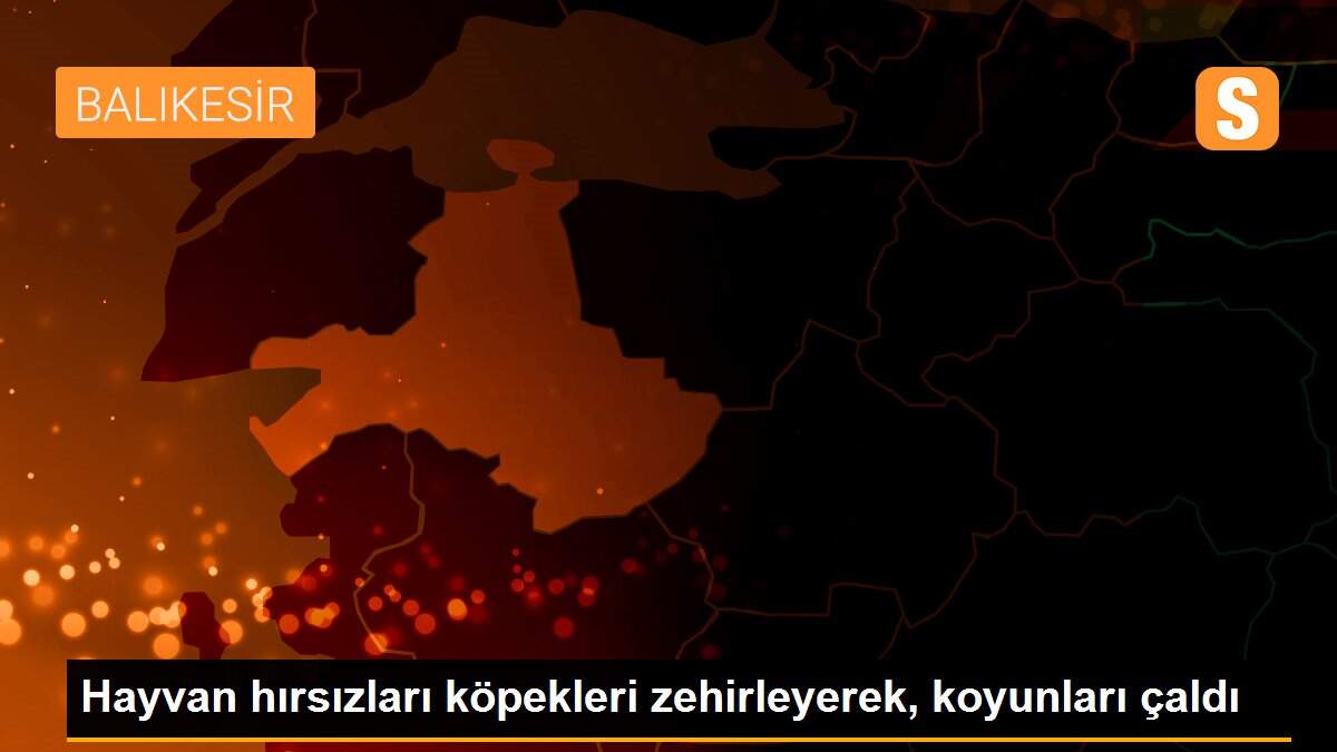 Hayvan hırsızları köpekleri zehirleyerek, koyunları çaldı