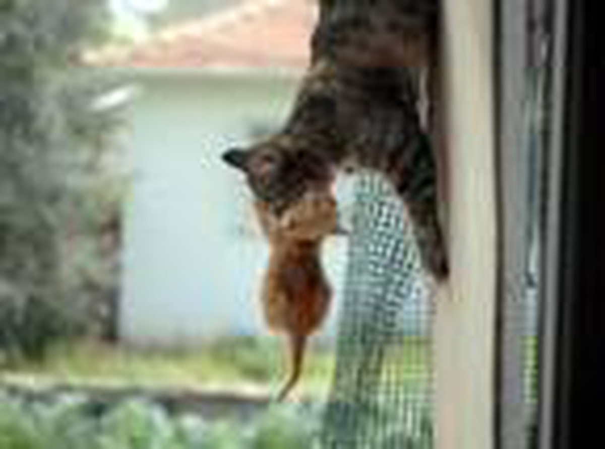 Kedi yavrularının zorlu yolculuğu görüntülendi