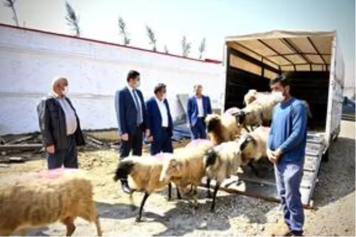 Koyunları telef olan ailenin hüznü sevince döndü