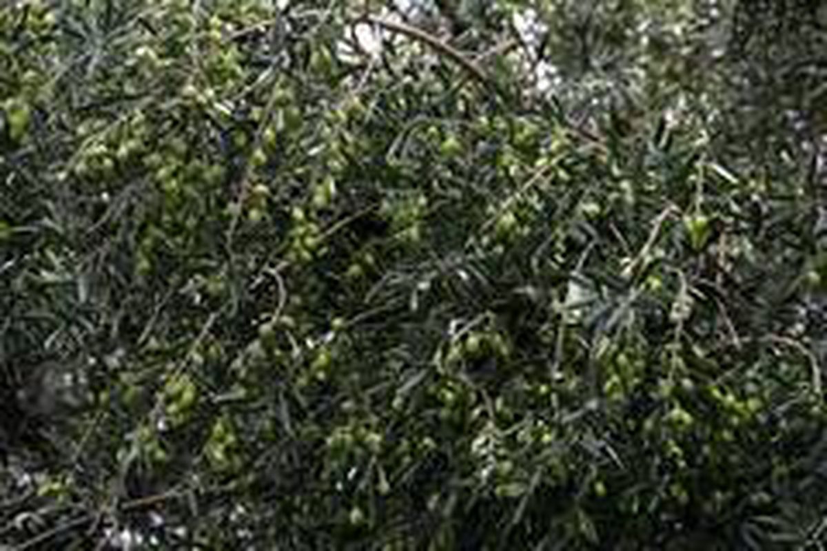Aliağalı zeytin üreticilerine önemli duyuru