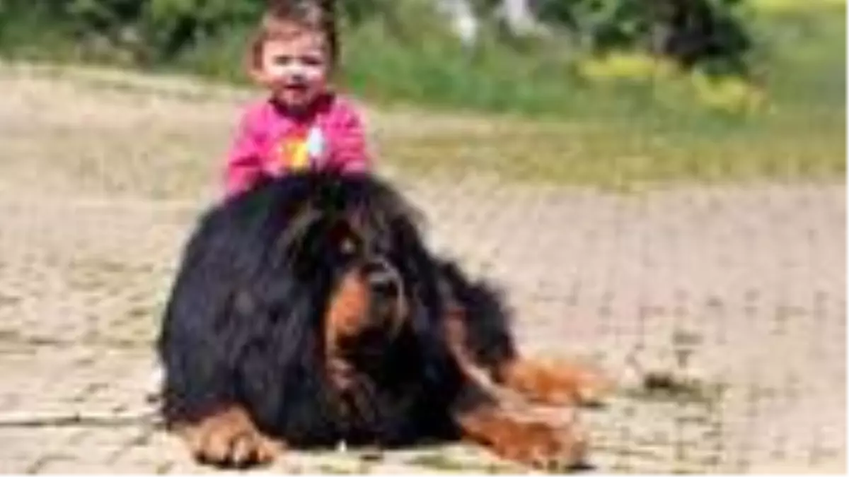 Bursa\'da kurulan Tibet mastifi çiftliği, Arap ülkelerine köpek ihraç ediyor