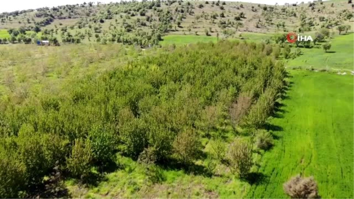 Diyarbakırlı meyve üreticisi hasat için gün sayıyor