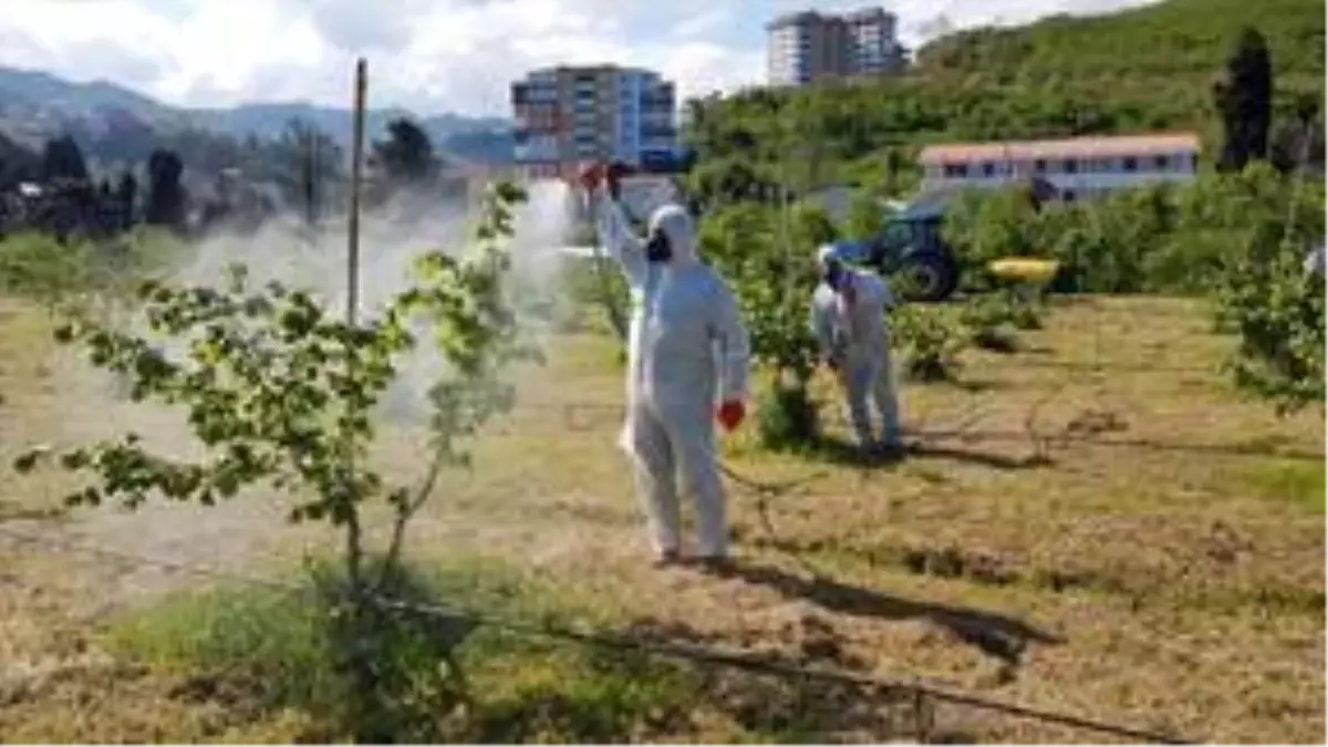Fındık üreticilerine hastalık ve zararlılara karşı zirai mücadele çağrısı