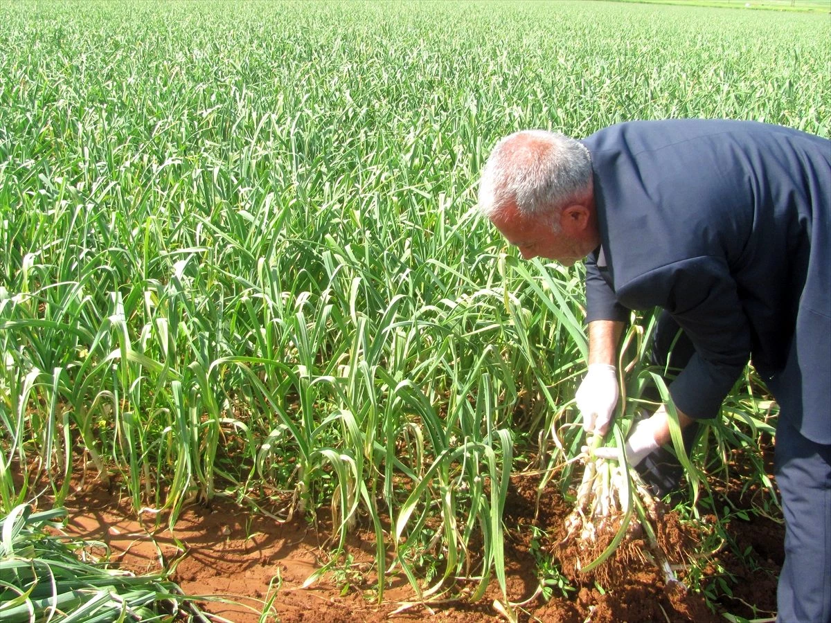 Gaziantep\'te yeşil sarımsak hasadı başladı