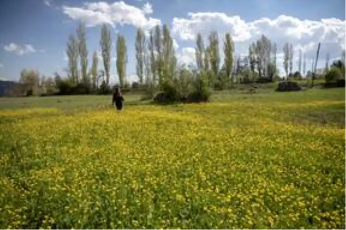 Giresun\'da baharla canlanan doğa görenleri büyülüyor