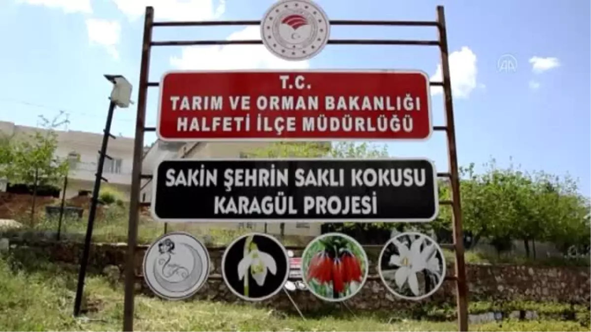 Halfeti\'nin simgesi karagül baharın gelmesiyle güzelliğini sergiliyor