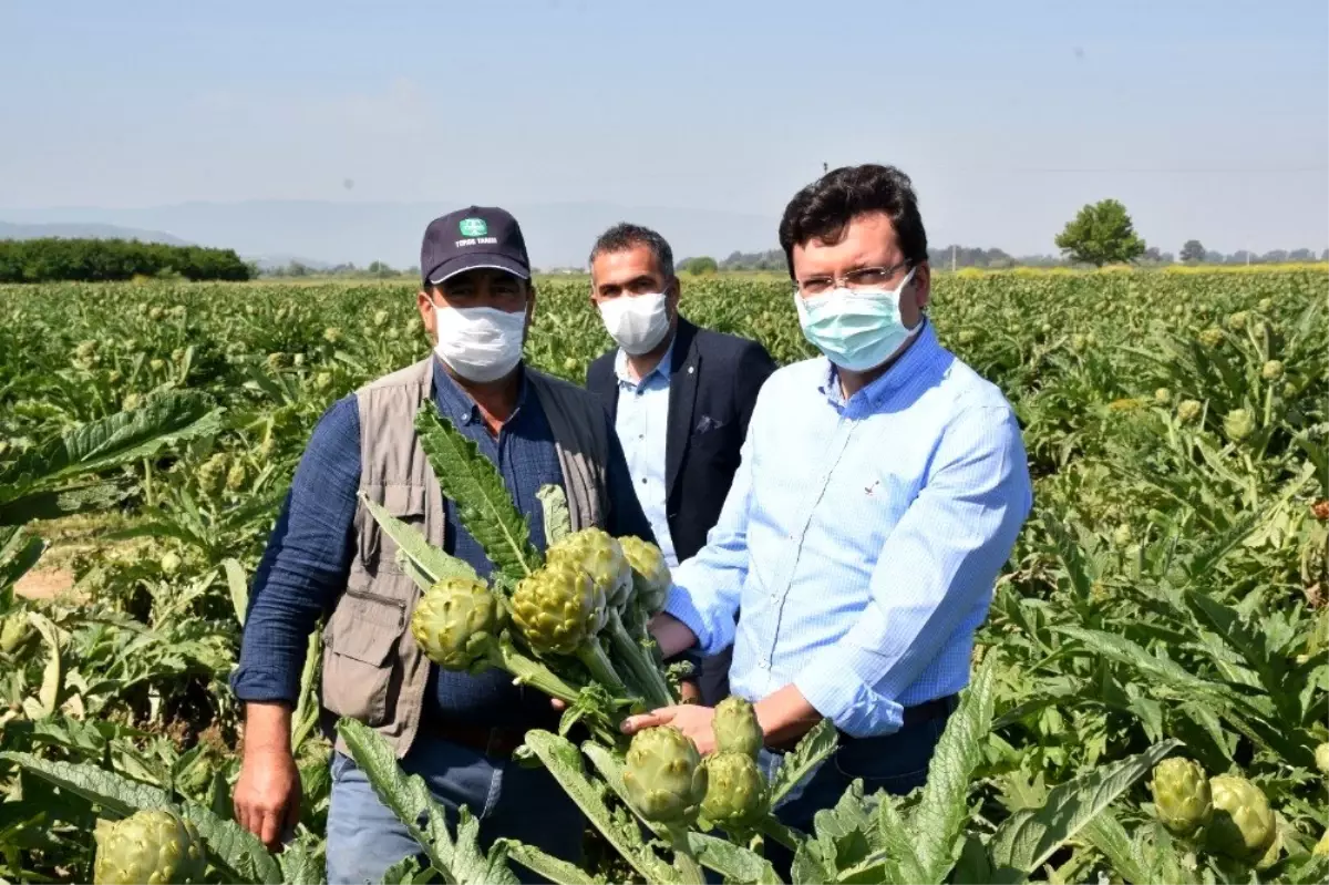 Kaymakam Şahin, üreticileri tarlada ziyaret etti