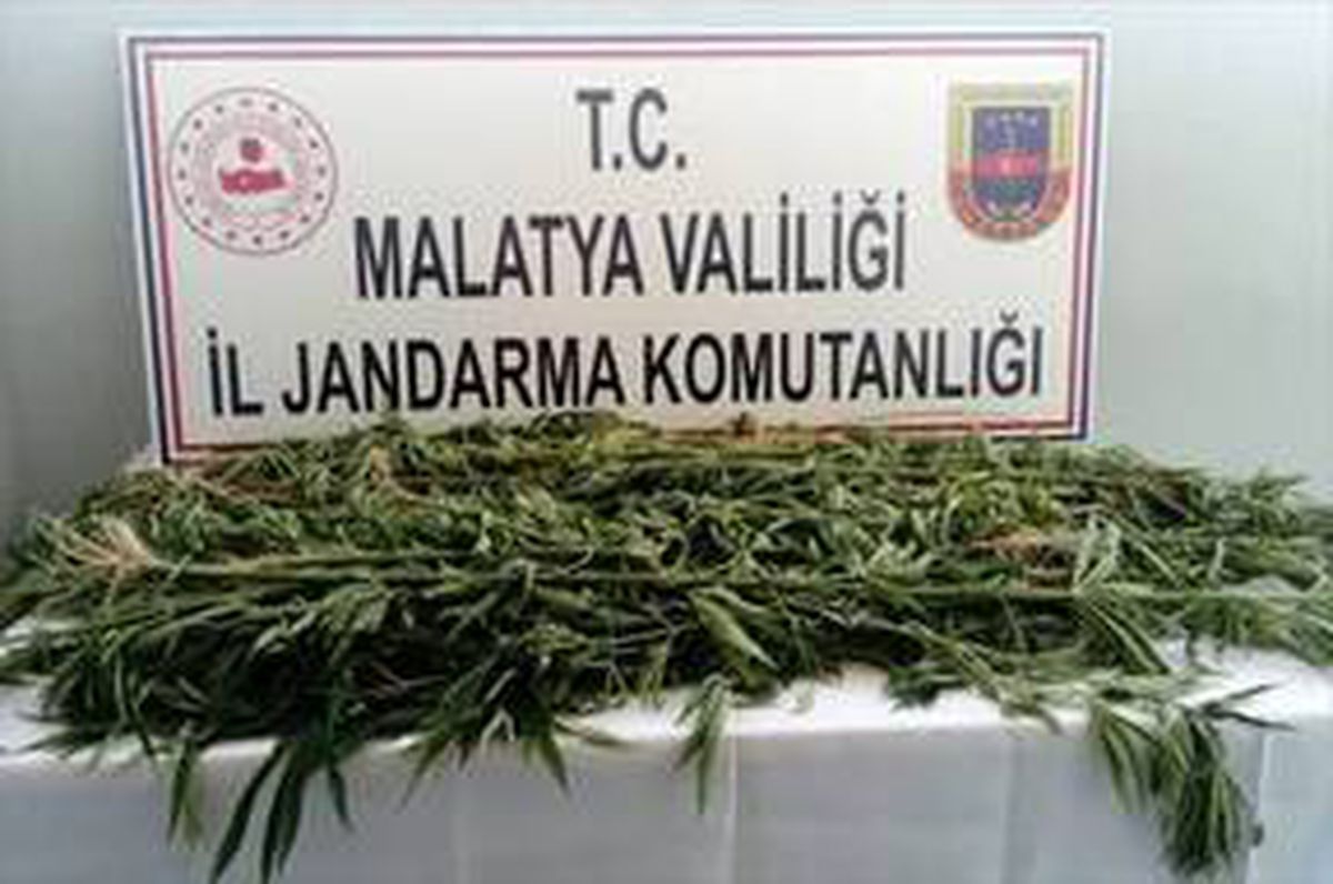 Malatya\'da 1500 kök kenevir ele geçirildi