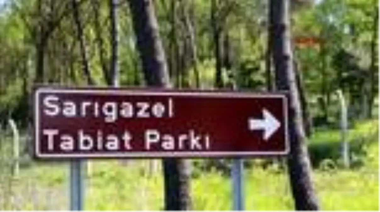 SAMSUN Sarıgazel Tabiat Parkı, sarıya büründü