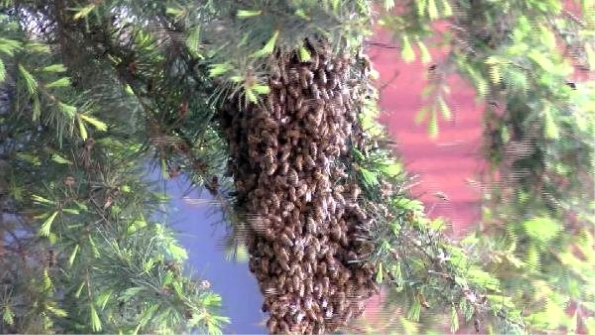 Üsküdar\'da oğul veren arılar paniğe neden oldu